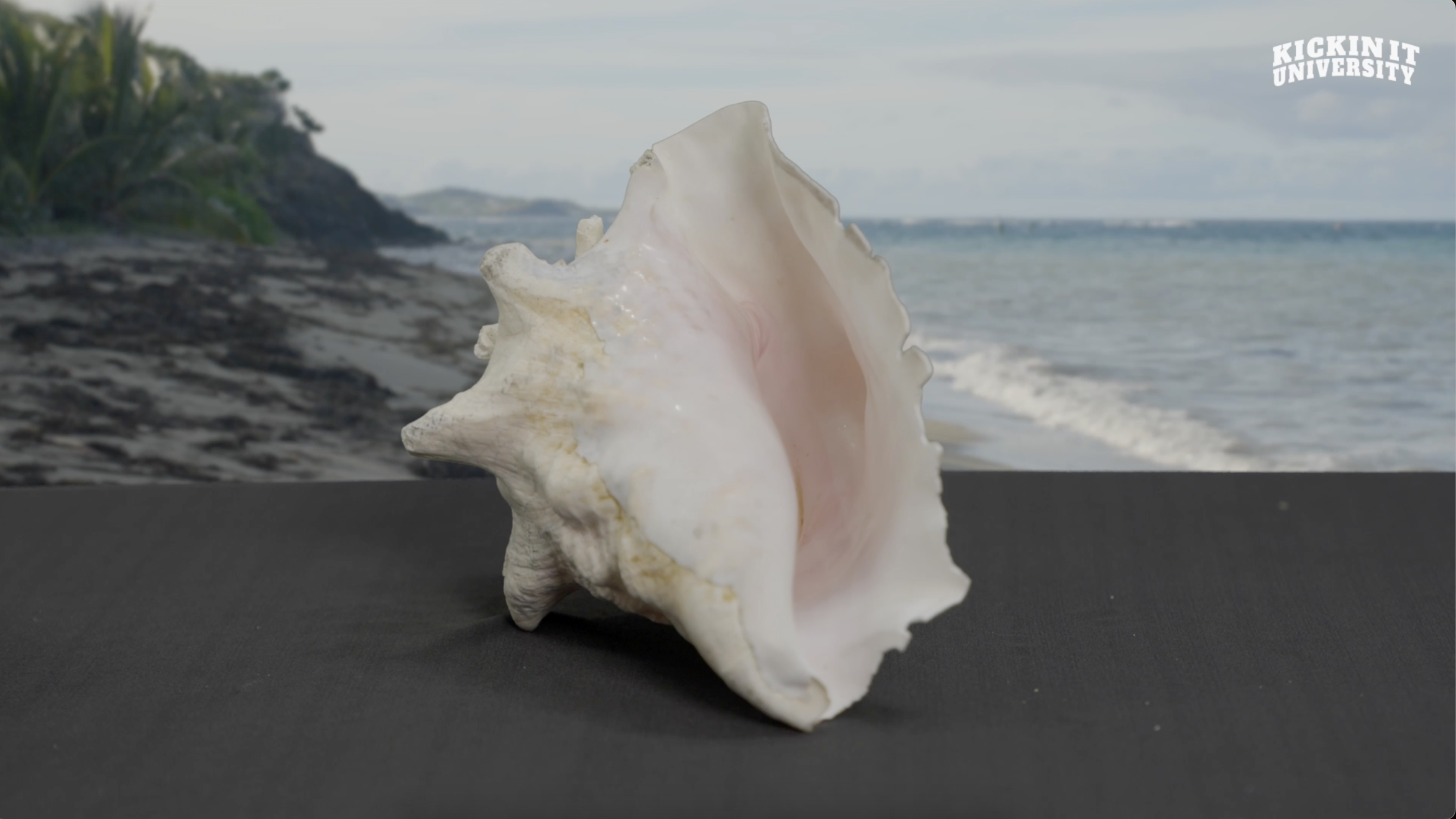 Conch Shell Chrous